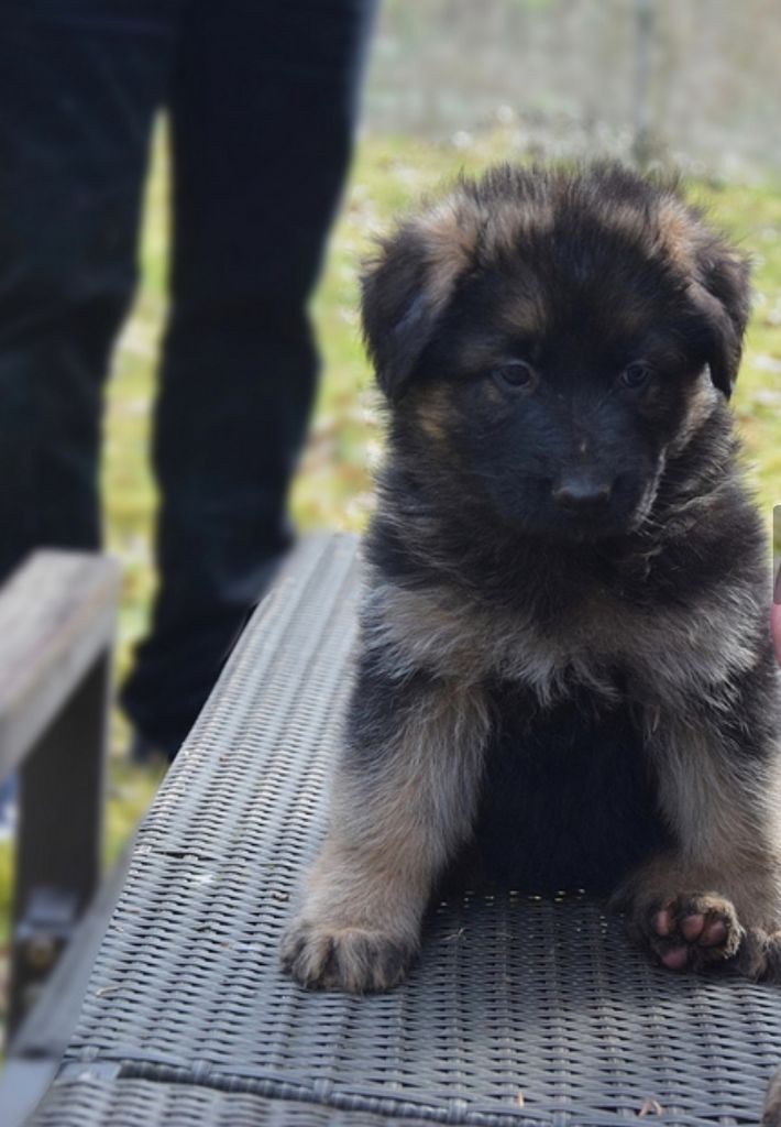CHIOT